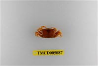 藏品(呼喚丑招潮蟹)的圖片